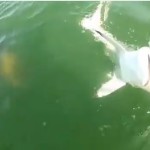 恐怖！超巨大殺人魚が突然水中から出没、サメを一口で丸飲み！【動画】