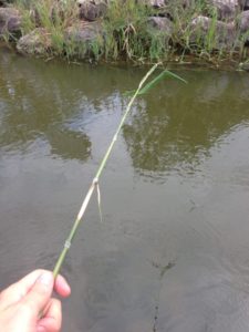 笹から作った竿で小物釣りを開始