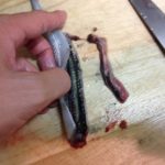 【サヨリ料理】若洲で釣れたサヨリの刺身は美味いのか？