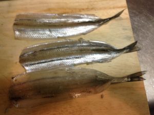 釣魚料理 釣ったサヨリを冷蔵庫で一夜干しにしてみた ツリーバ