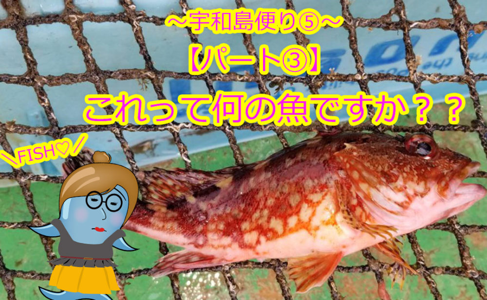愛媛県宇和島市 宇和島便り 釣ったお魚届いたよ これって何の魚ですか パート ツリーバ