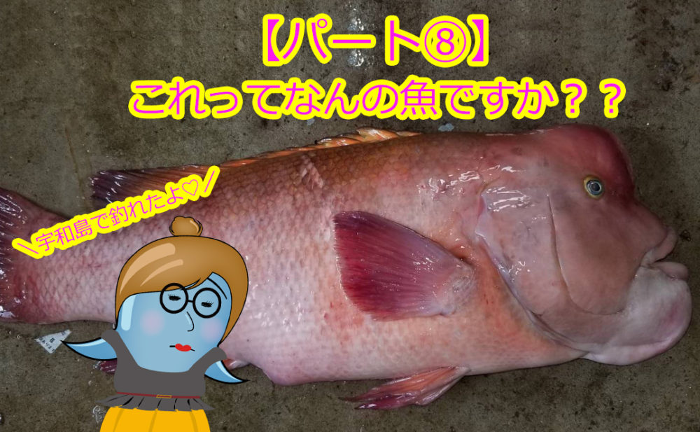 愛媛県宇和島市 釣ったお魚届いたよ これって何の魚ですか パート ブダイ と コブダイ の違いって コブがあるから コブダイ なの ツリーバ