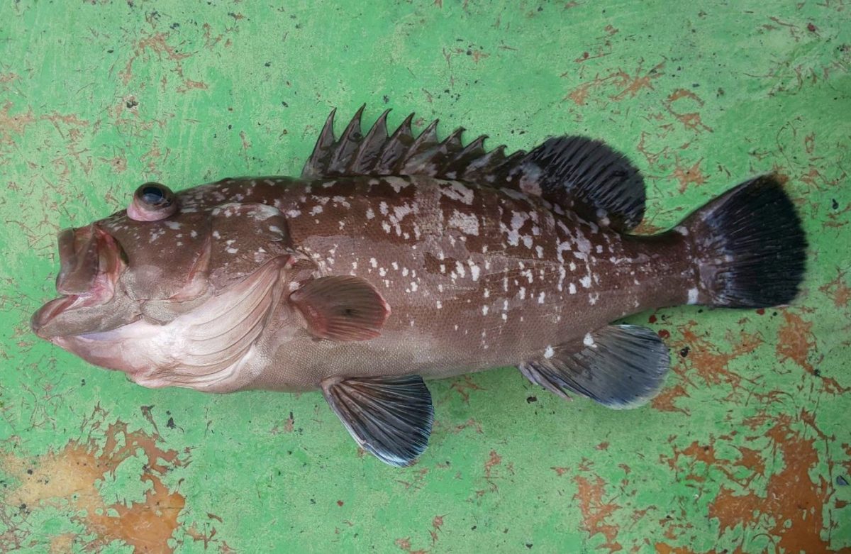 愛媛県宇和島市 これって何の魚ですか ハタ マハタ クエ ハタ科の世界最大級 タマカイ におったまげ ツリーバ