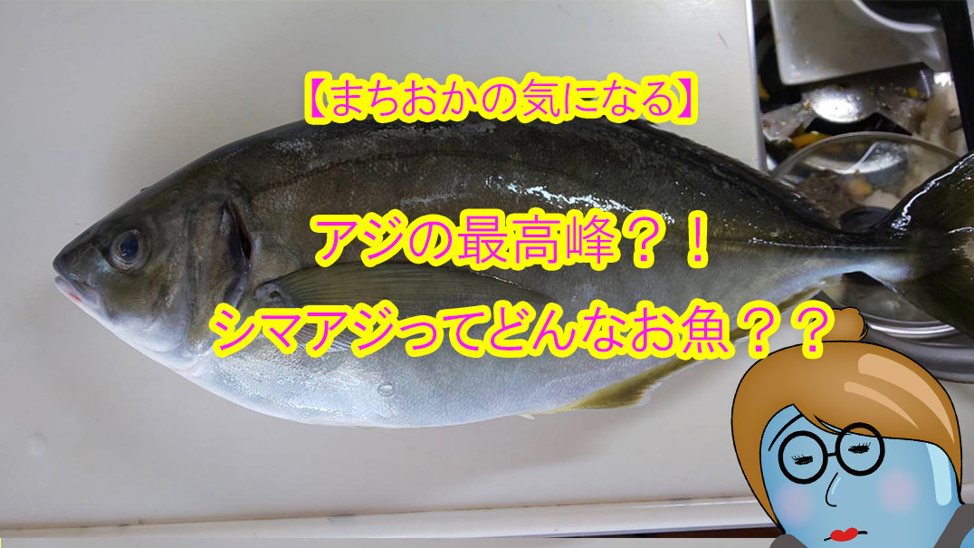 愛媛県宇和島市 釣ったお魚届いたよ アジの最高峰 シマアジ ってどんなお魚 鳴き声を出すってホント ツリーバ