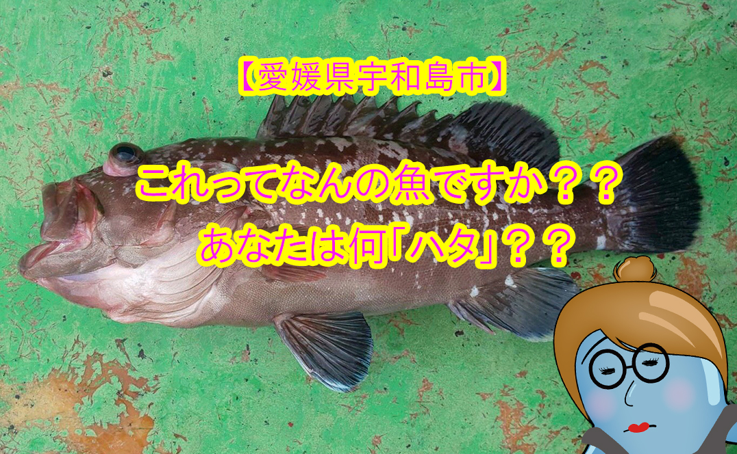 愛媛県宇和島市 これって何の魚ですか ハタ マハタ クエ ハタ科の世界最大級 タマカイ におったまげ ツリーバ