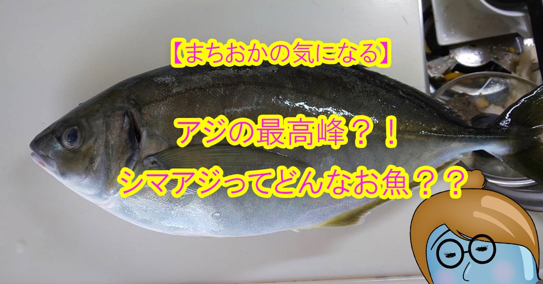 愛媛県宇和島市 釣ったお魚届いたよ アジの最高峰 シマアジ ってどんなお魚 鳴き声を出すってホント ツリーバ